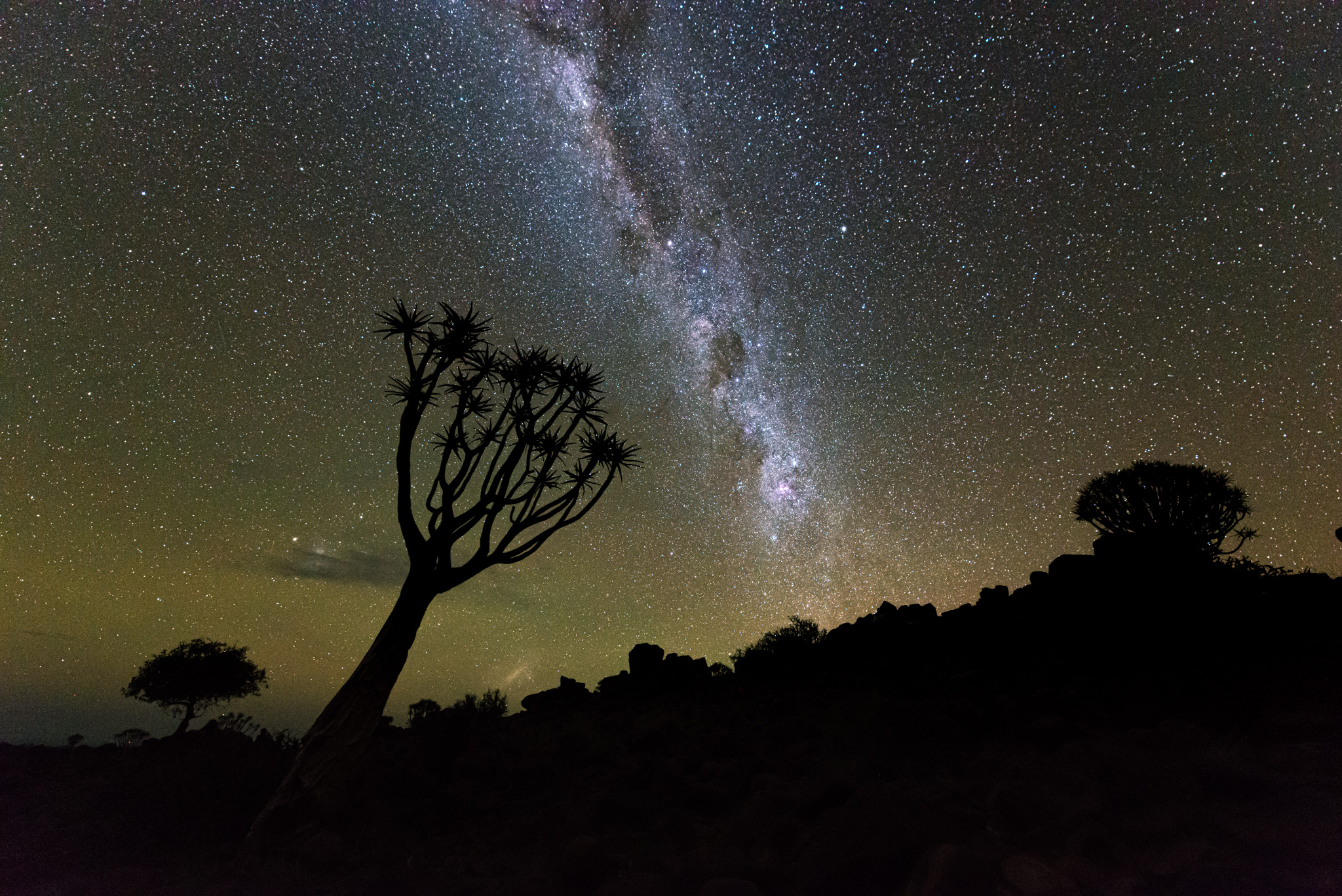 Droga Mleczna i drzewo kołczanowe, Namibia